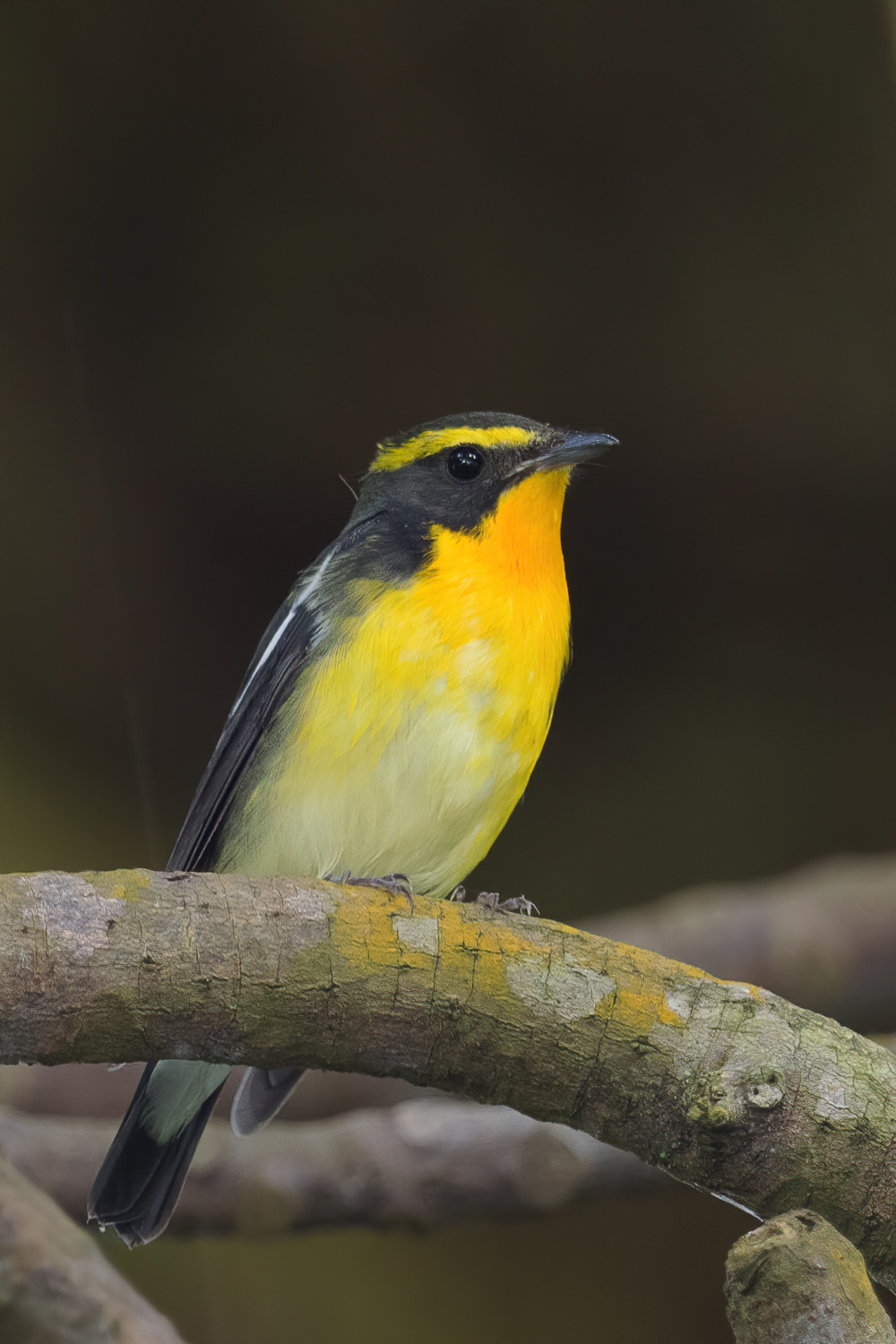 Narcissus Flycatcher – Birds of Singapore