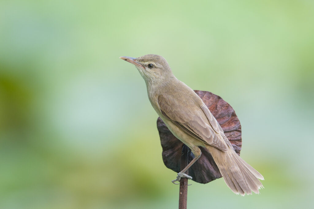 Oriental Reed Warbler