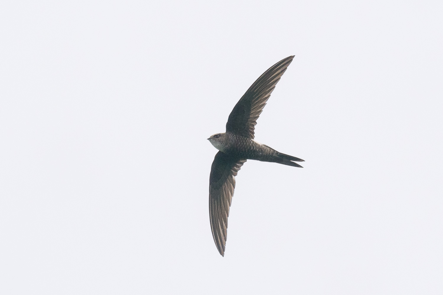 Pacific Swift – Birds of Singapore