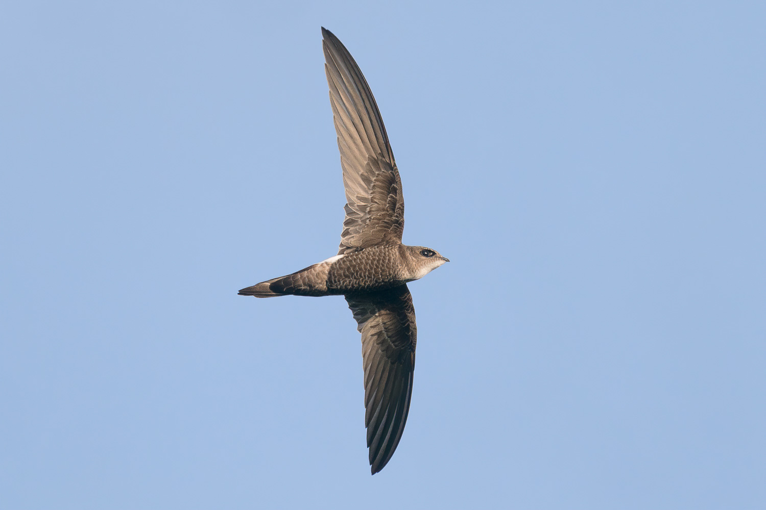 Pacific Swift – Birds of Singapore