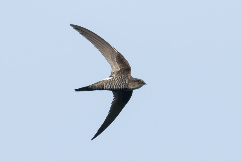 Fork-tailed Swift