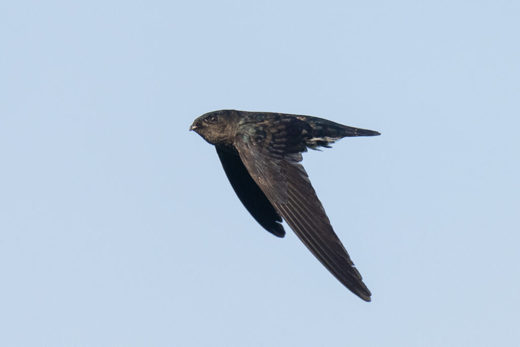 Plume-toed Swiftlet