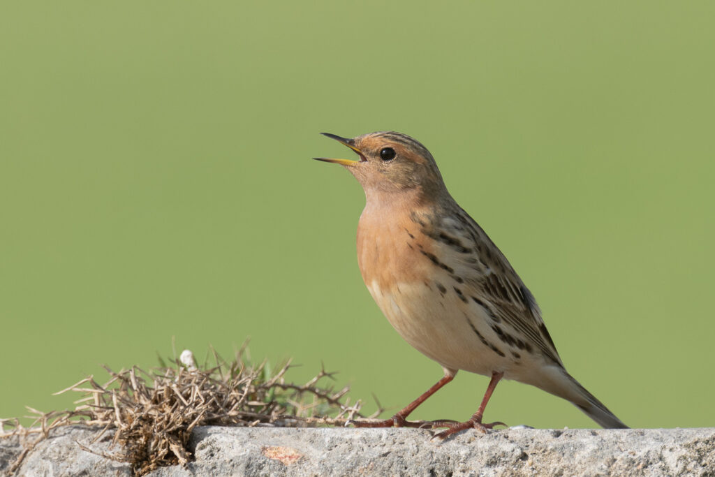 Red-throated Pipit
