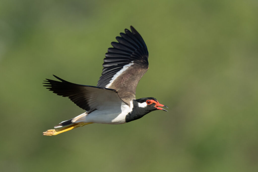 Red-wattled Lapwing