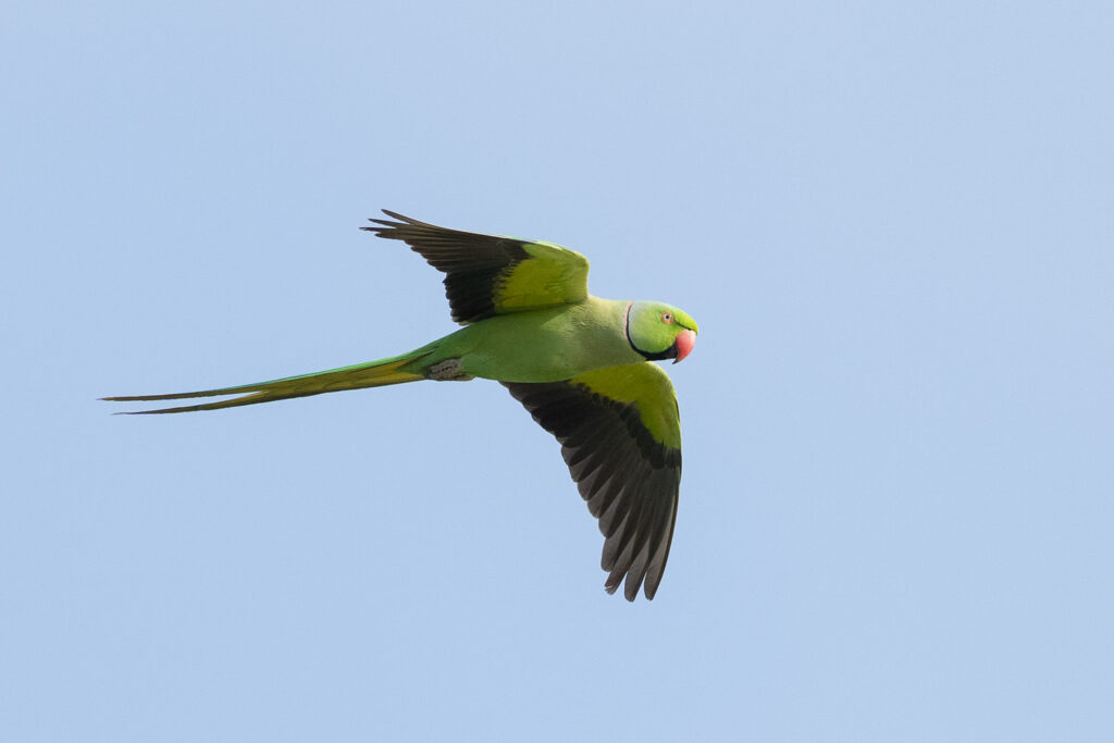Rose-ringed Parakeet