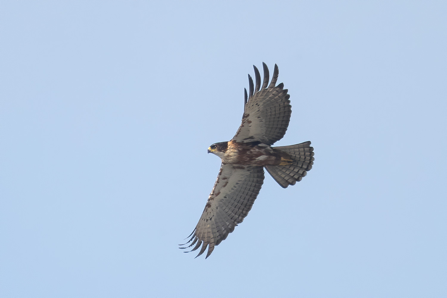 Rufous-bellied Eagle – Birds of Singapore