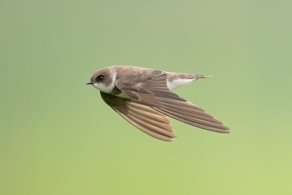 Sand Martin