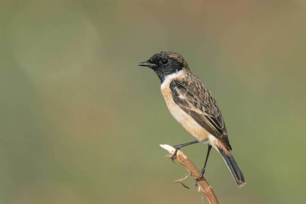 Siberian Stonechat