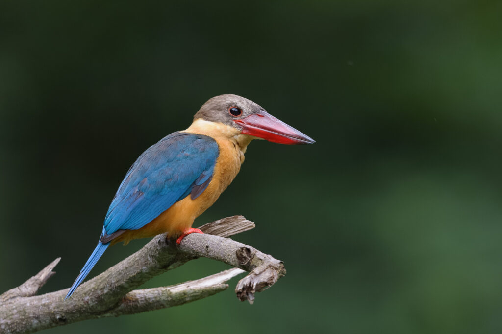 Stork-billed Kingfisher