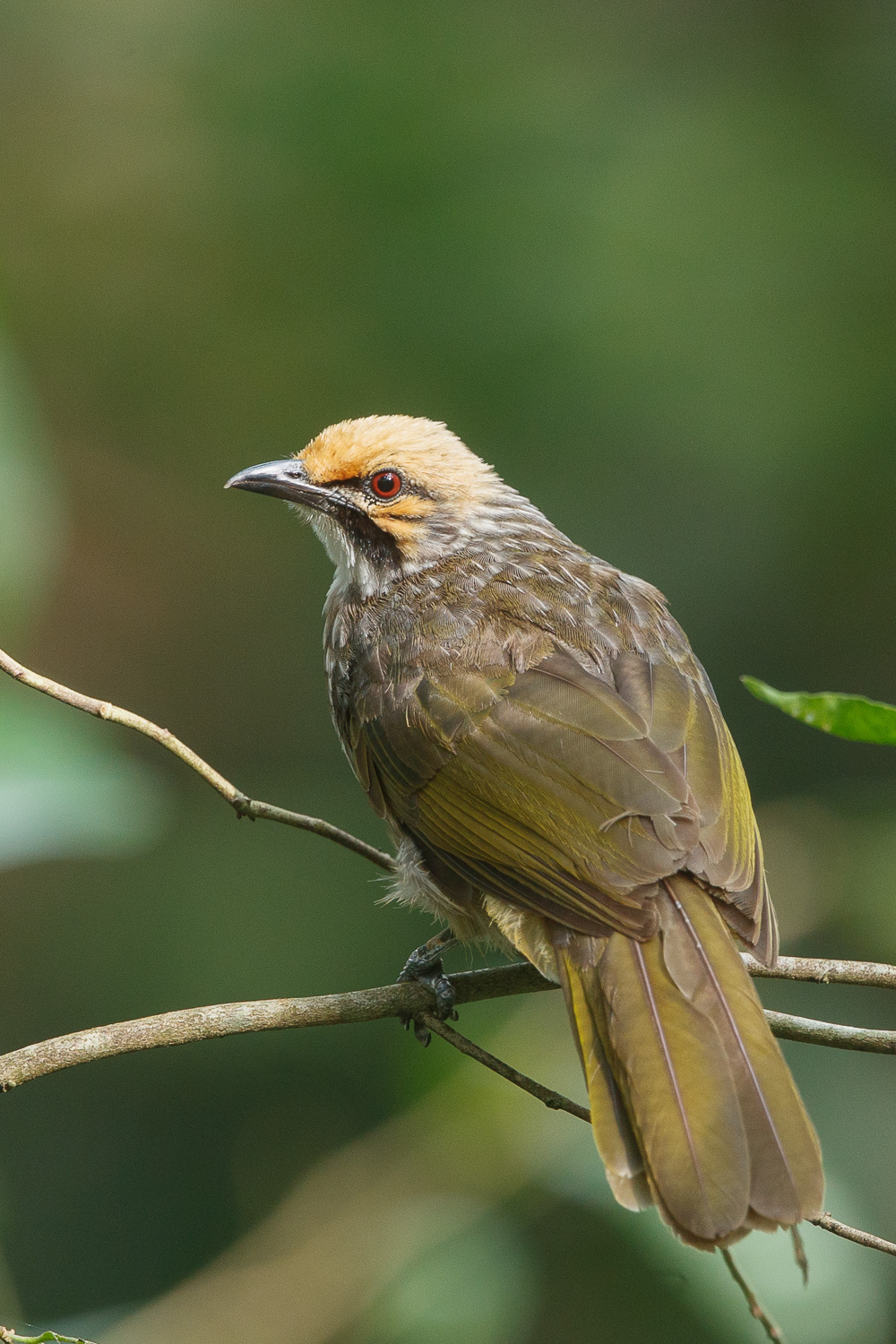 Straw-headed Bulbul – Birds of Singapore