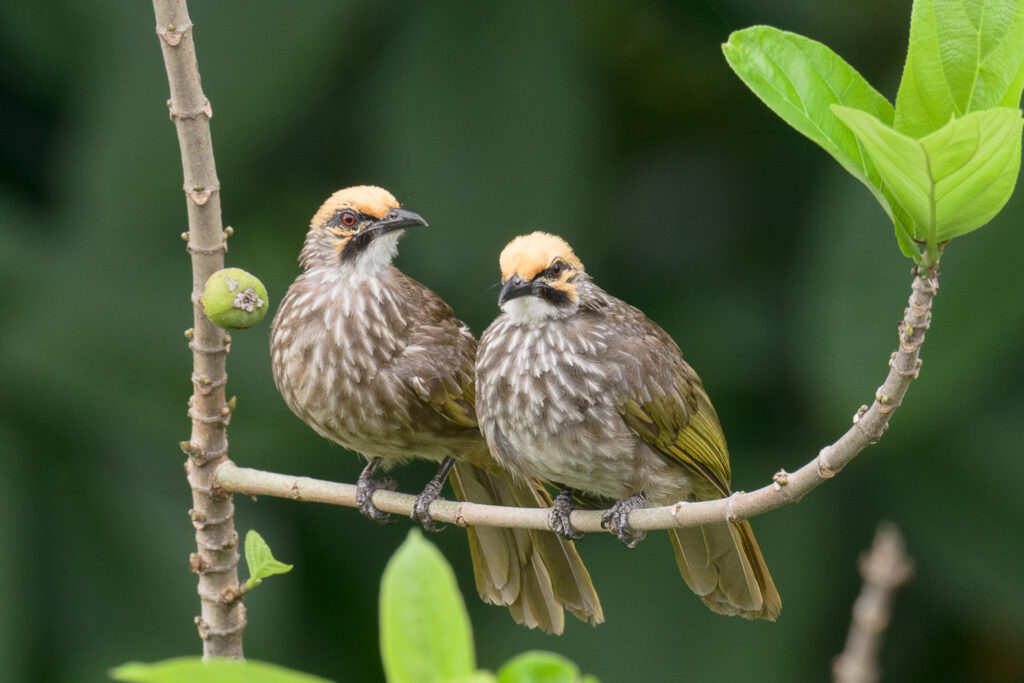 Straw-headed Bulbul