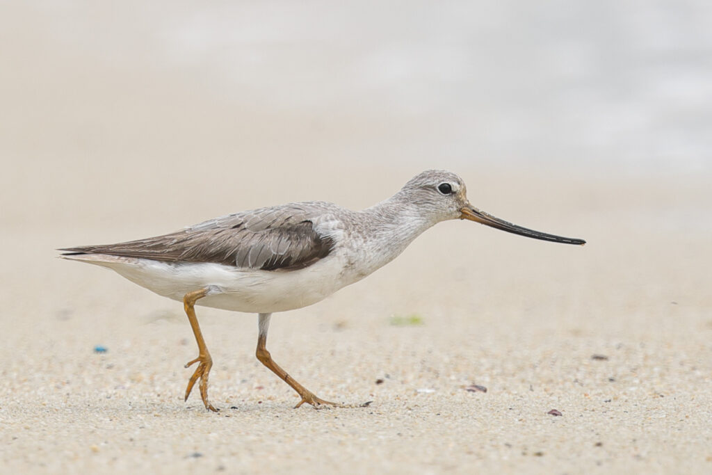 Terek Sandpiper