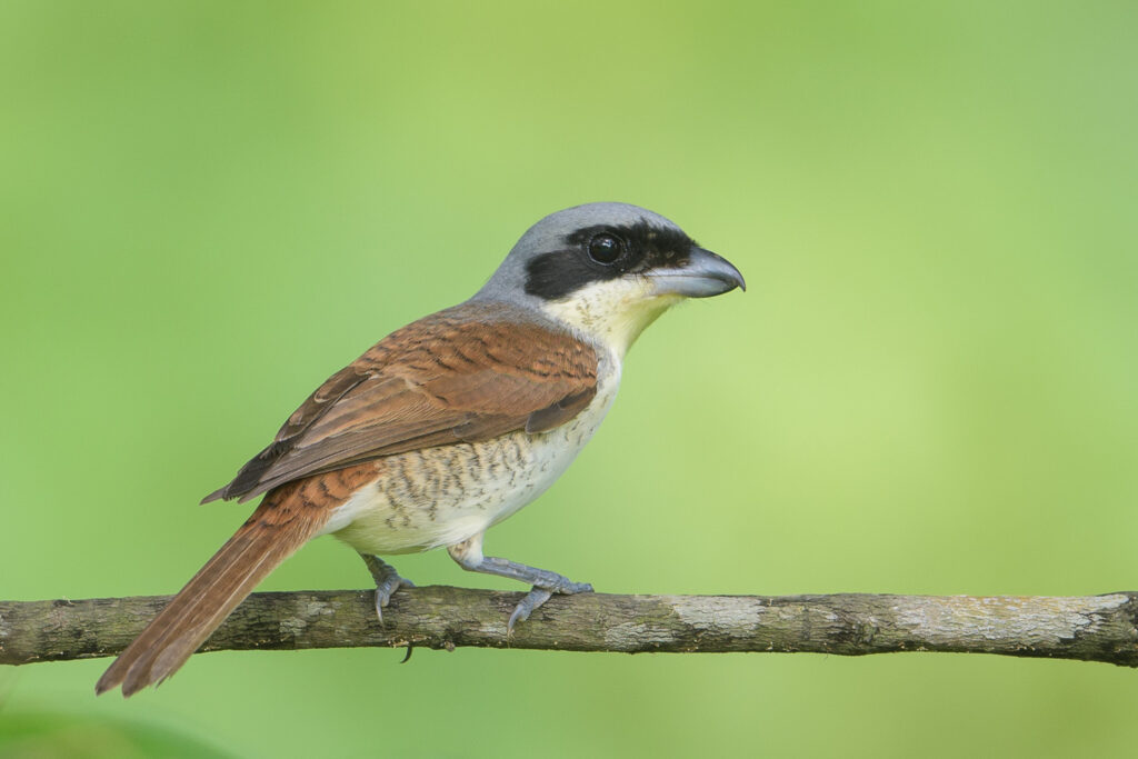 Tiger Shrike