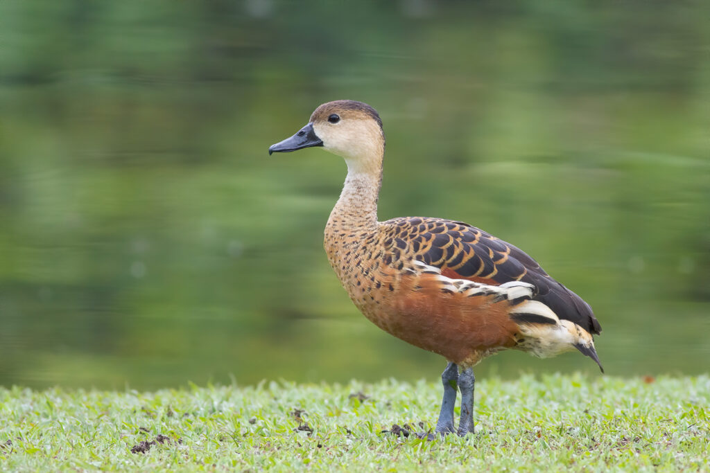 Wandering Whistling Duck