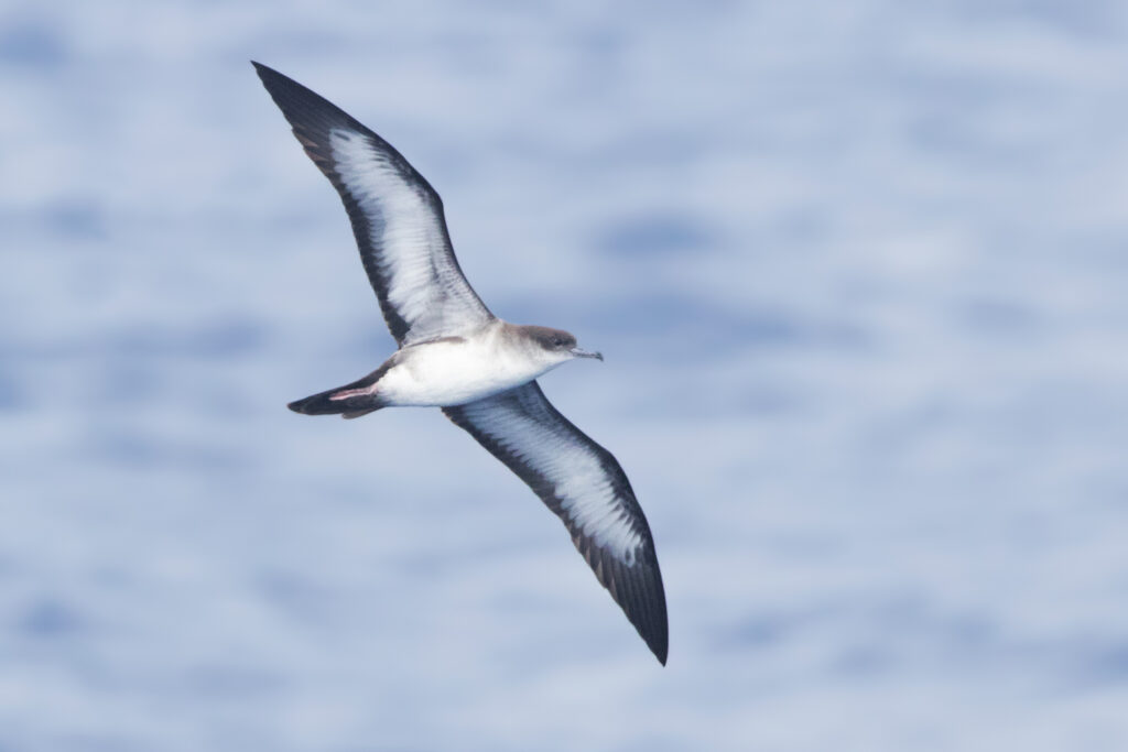 Wedge-tailed Shearwater