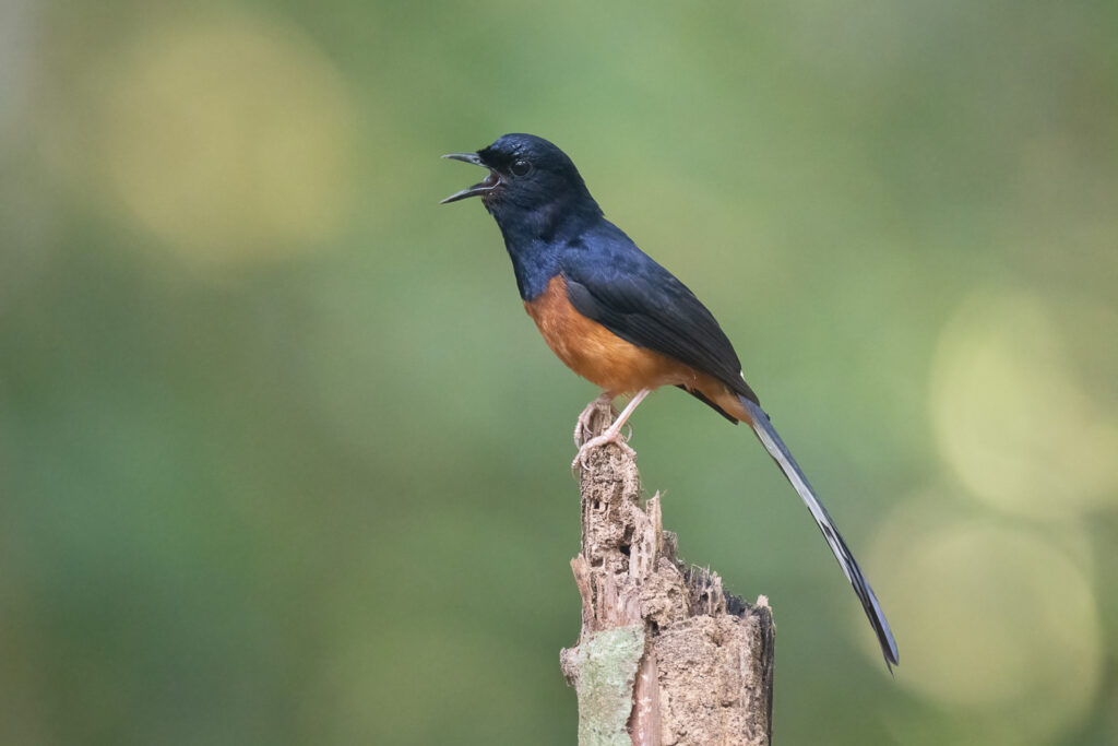 White-rumped Shama