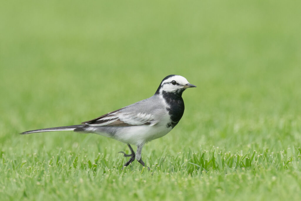 White Wagtail