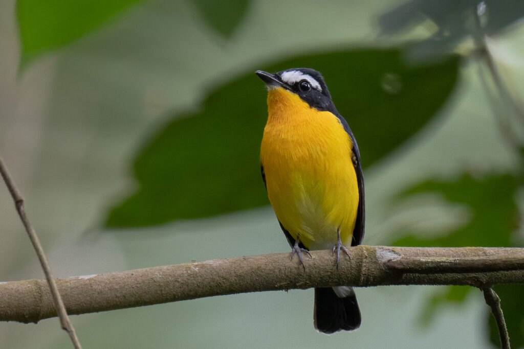 Yellow-rumped Flycatcher