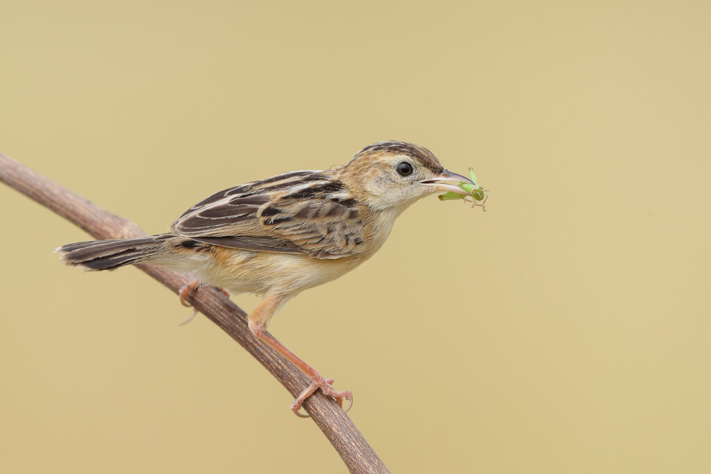 Zitting Cisticola