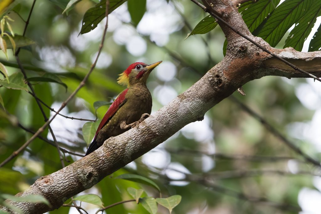 Crimson-winged Woodpecker – Birds of Singapore