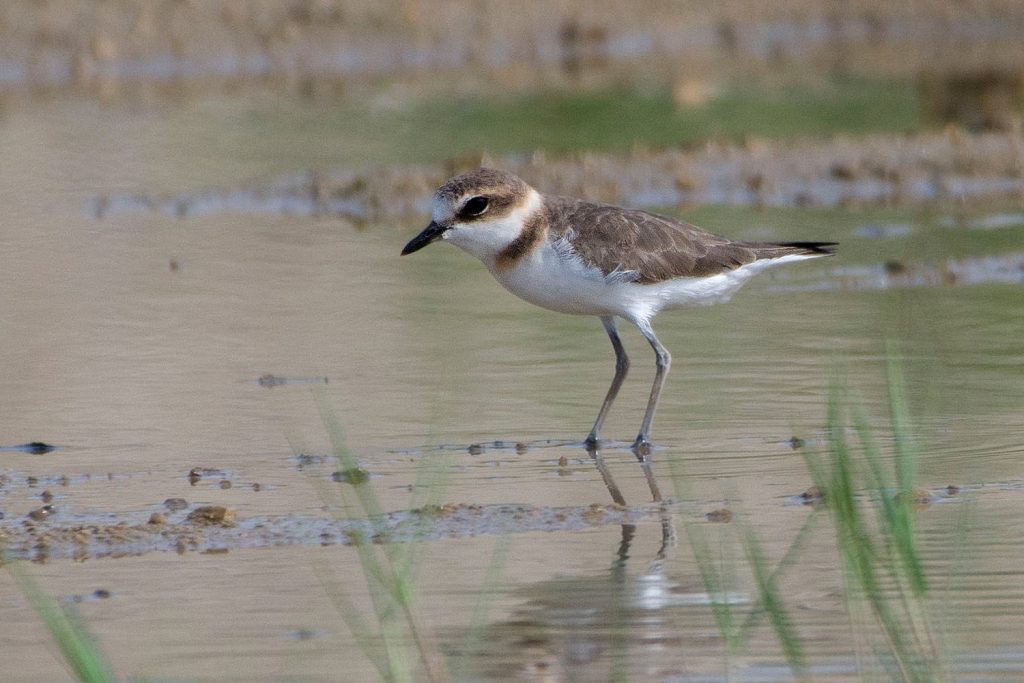 Javan Plover