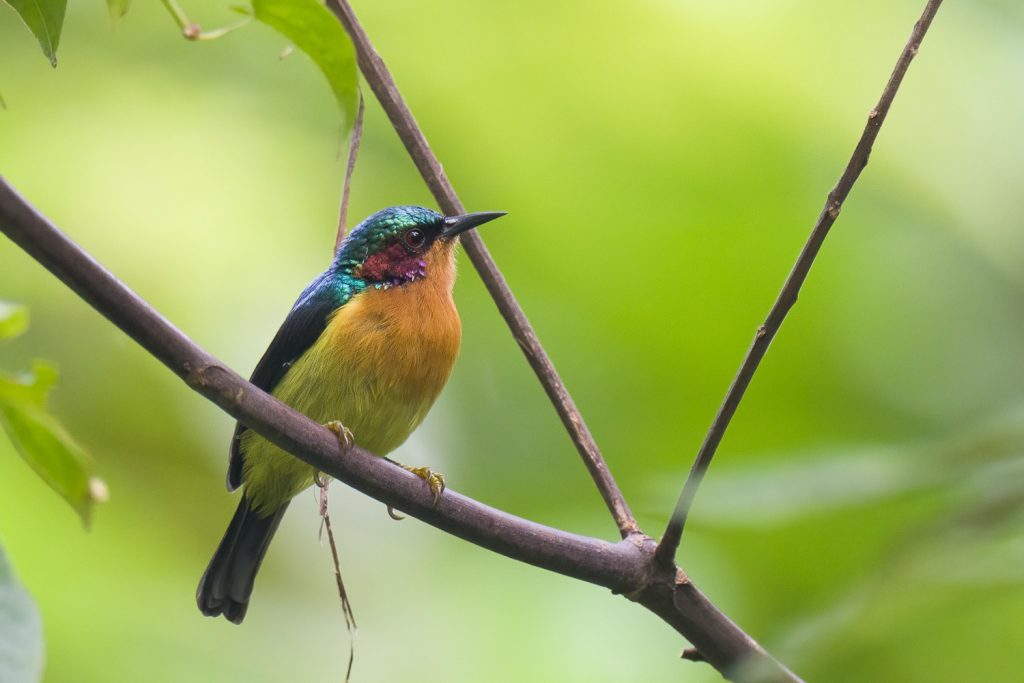 Ruby-cheeked Sunbird