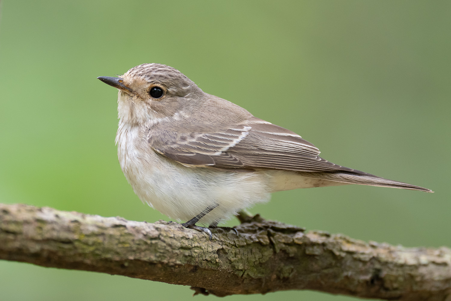 Spotted fly catcher new arrivals