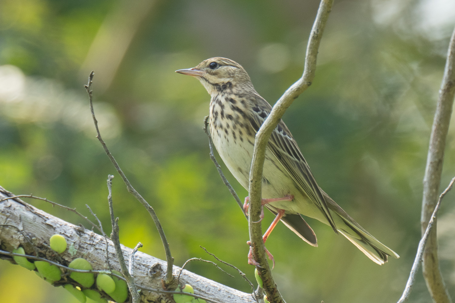 Tree Pipit – Birds of Singapore