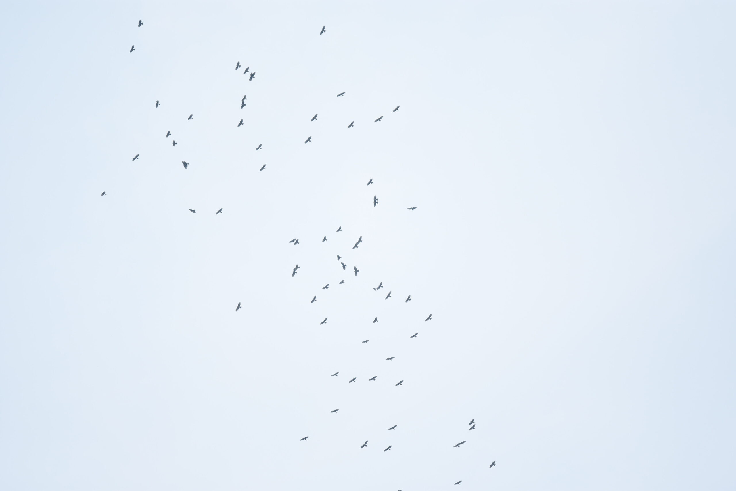 RAP101: How to Identify Common Raptors – Birds of Singapore