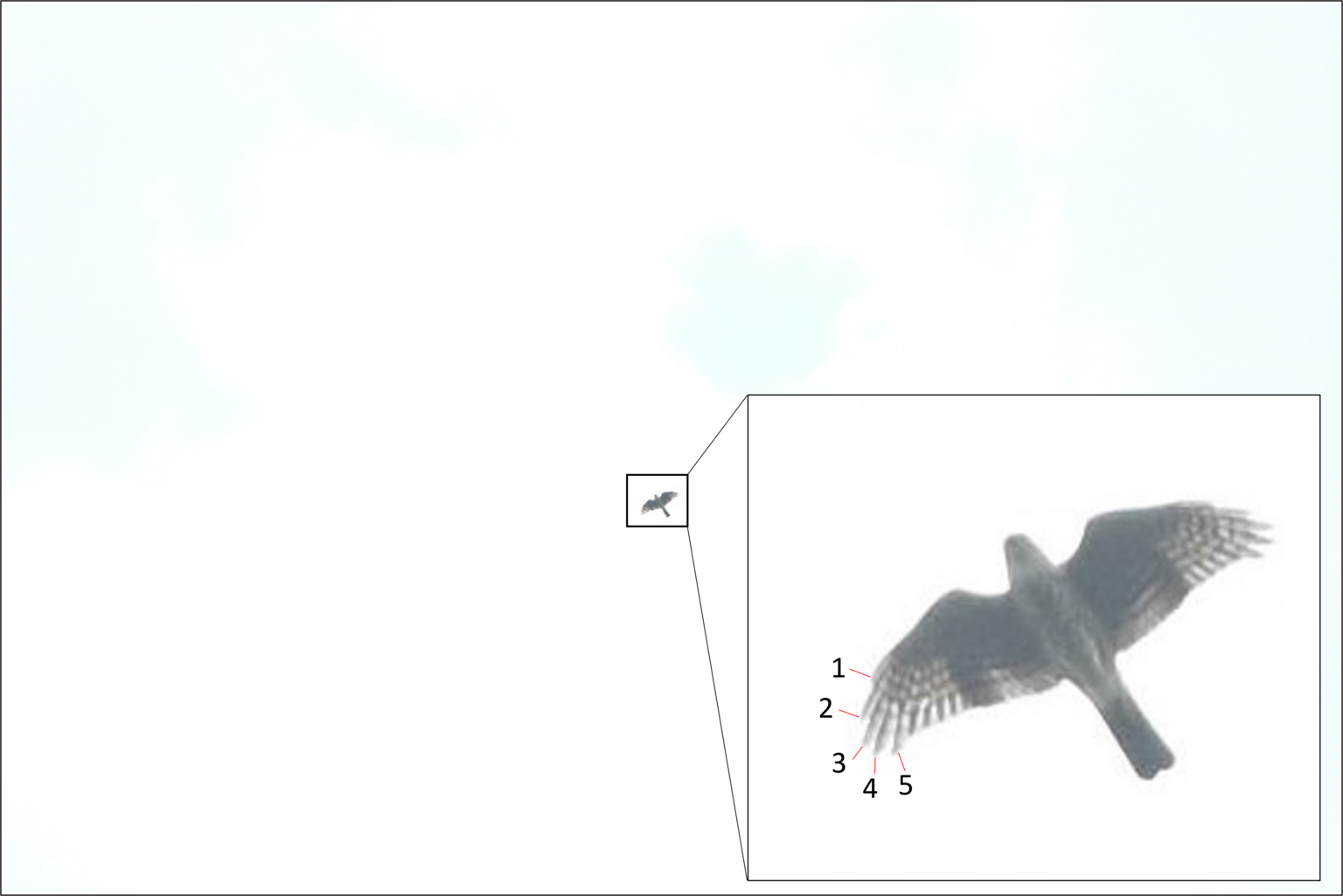 RAP101: How to Identify Common Raptors – Birds of Singapore