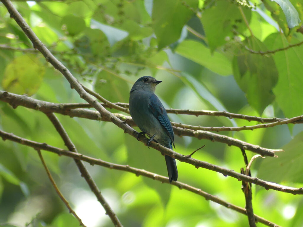 Verditer Flycatcher – Birds of Singapore