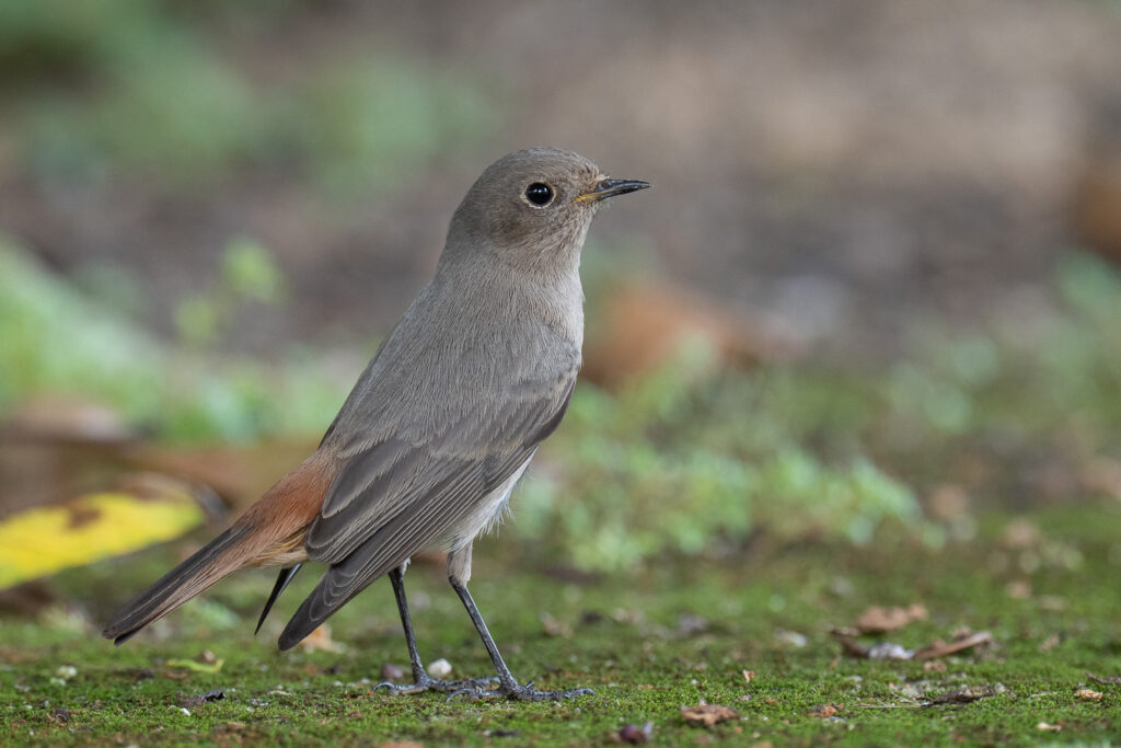 Black Redstart – Birds of Singapore