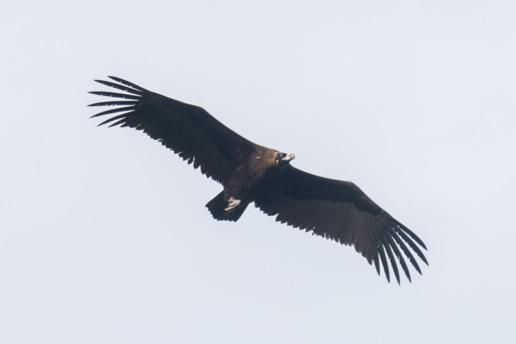 Cinereous Vulture – Birds of Singapore