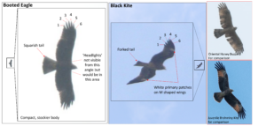 RAP201: How to Identify Uncommon Raptors