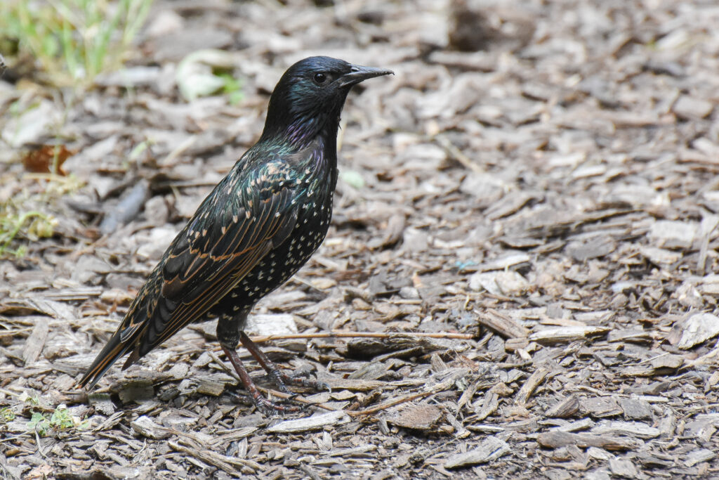 Common Starling – Birds of Singapore