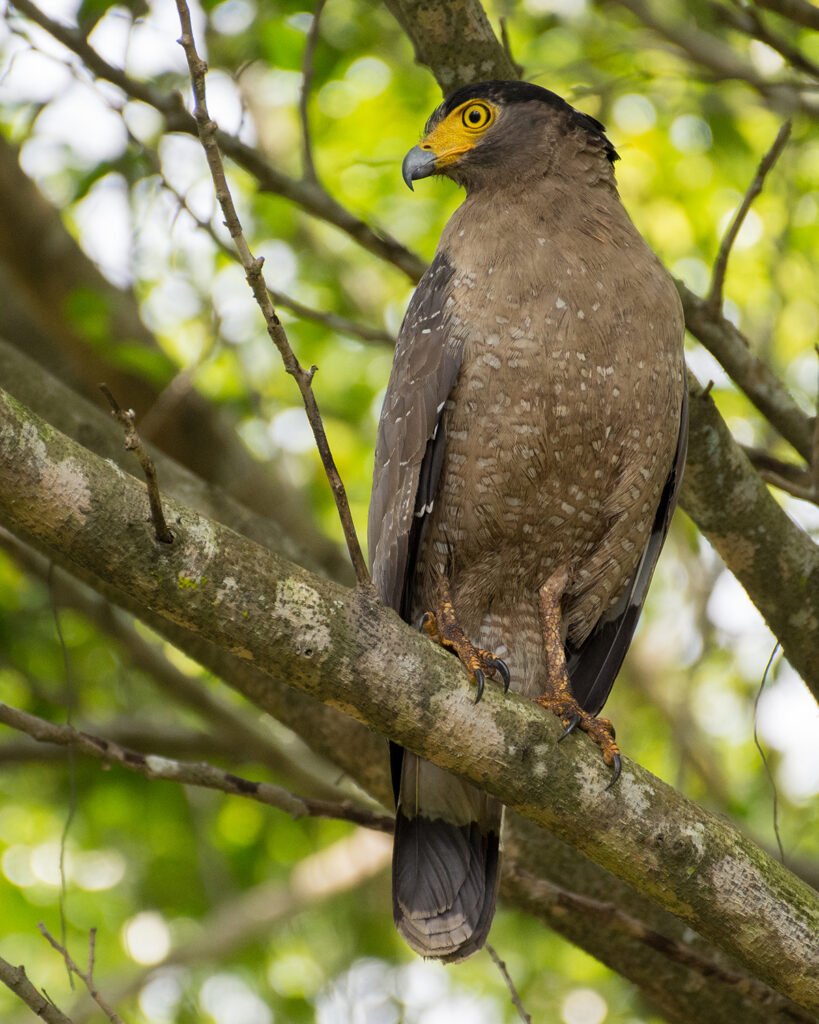 Crested-serpent-eagle-DSC_20180407_Dillen-Ng-819x1024.jpg