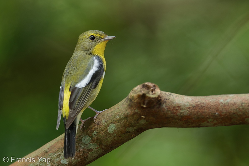 Green-backed Flycatcher – Birds of Singapore