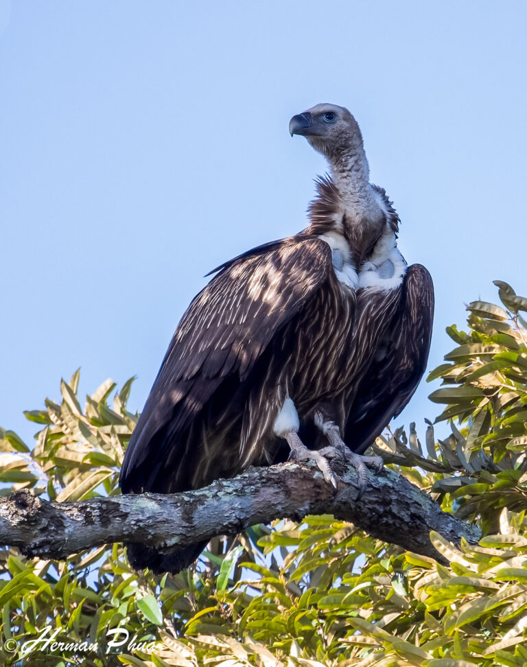 Vibrant Singapore Birdwatchers Abuzz Over Himalayan Vultures Spotted In Clementi Moment Collection Vibrant Singapore Birdwatchers Abuzz Over Himalayan Vultures Spotted In Clementi Moment Collection