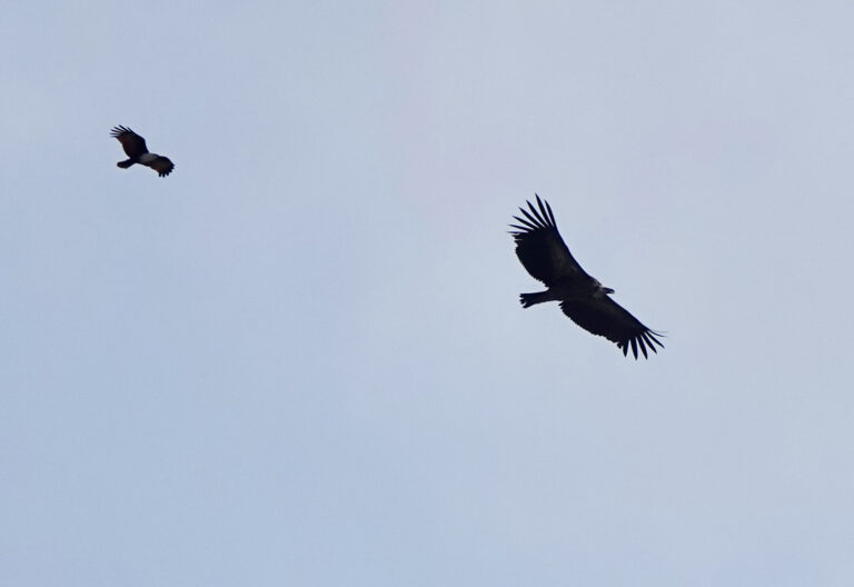 Breathtaking Singapore Birdwatchers Abuzz Over Himalayan Vultures Spotted In Clementi Abstract Collection Breathtaking Singapore Birdwatchers Abuzz Over Himalayan Vultures Spotted In Clementi Abstract Collection