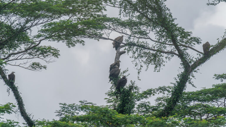 Breathtaking Singapore Birdwatchers Abuzz Over Himalayan Vultures Spotted In Clementi Artwork Concept Breathtaking Singapore Birdwatchers Abuzz Over Himalayan Vultures Spotted In Clementi Artwork Concept
