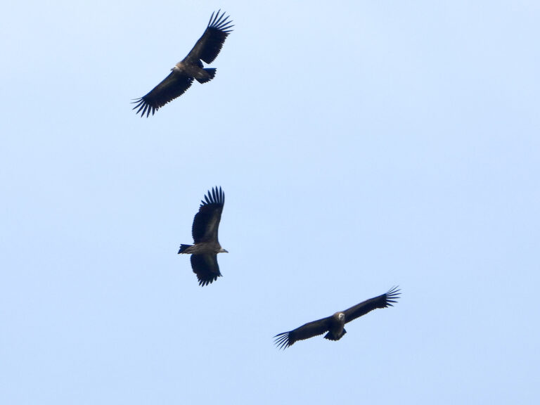 Serene Singapore Birdwatchers Abuzz Over Himalayan Vultures Spotted In Clementi Moment for Your Screen Serene Singapore Birdwatchers Abuzz Over Himalayan Vultures Spotted In Clementi Moment for Your Screen