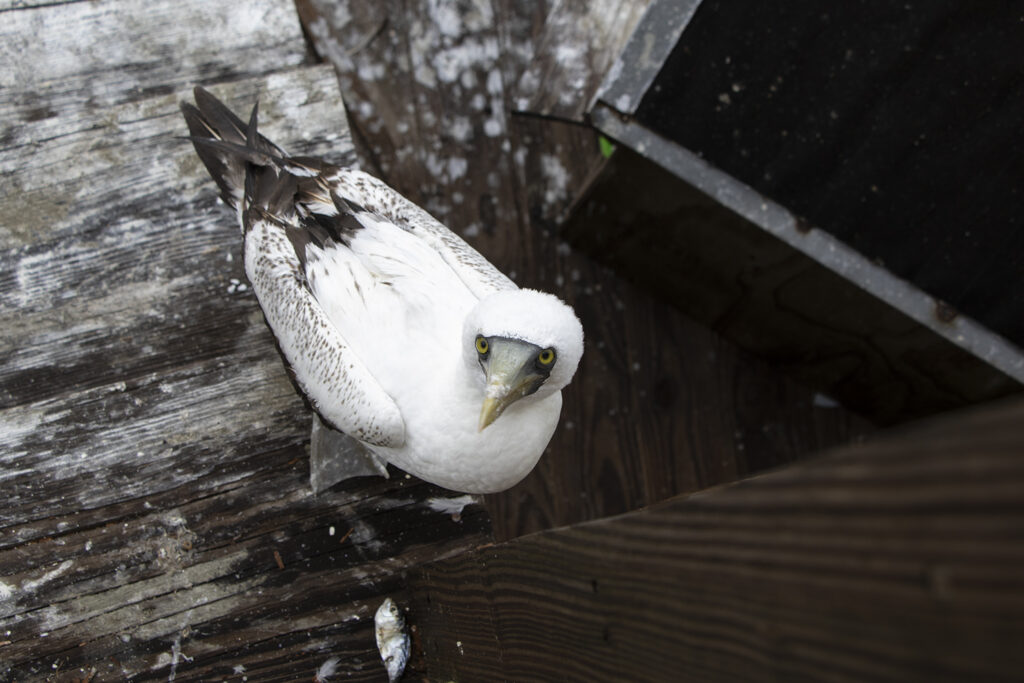 Masked Booby