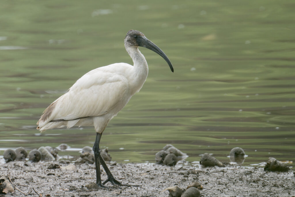Black-headed Ibis