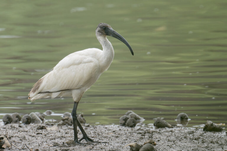 Black-headed Ibis – Birds of Singapore