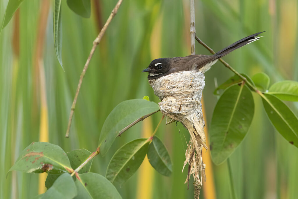 Sunda Pied Fantail