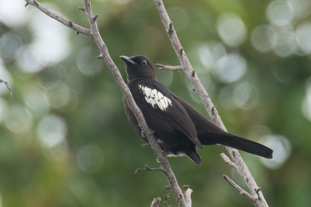 Black-and-white Bulbul – Birds of Singapore