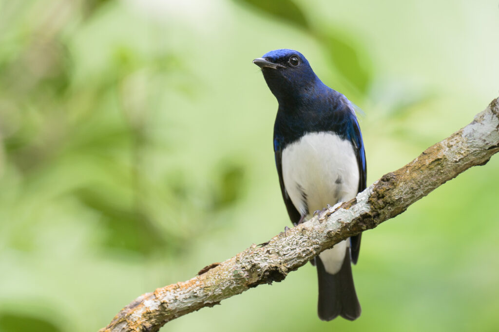 Blue-and-white Flycatcher