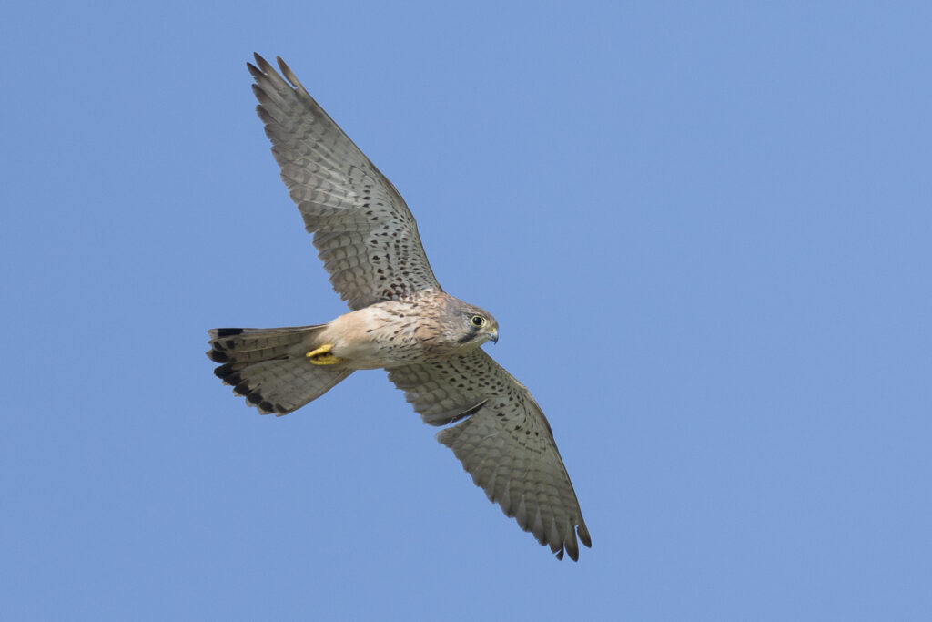 Common Kestrel