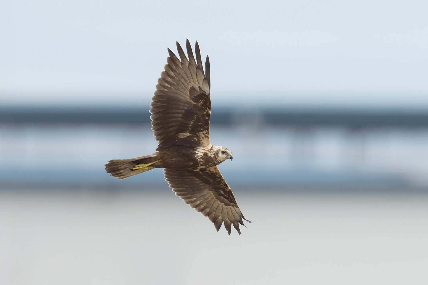 Eastern Marsh Harrier – Birds of Singapore