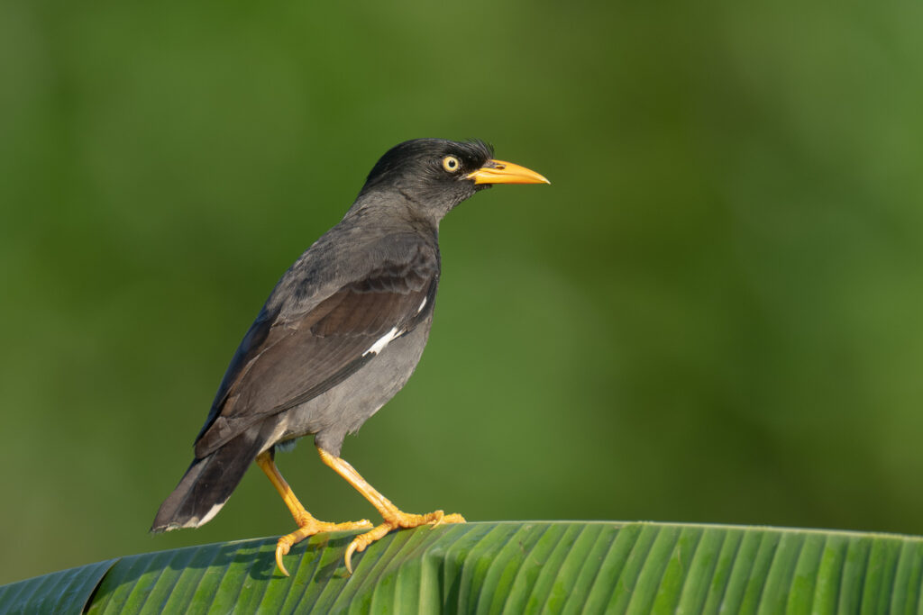 Javan Myna